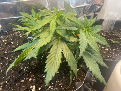 19 дней 1.jpg 19 дней 1.jpg