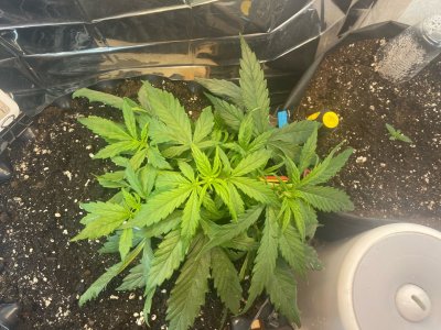 19 дней 2.jpg 19 дней 2.jpg