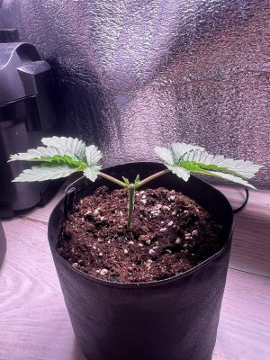 IMG_3750.jpeg IMG_3750.jpeg