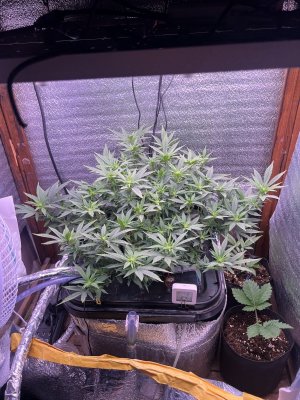 IMG_3752.jpeg IMG_3752.jpeg