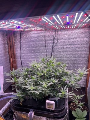 IMG_3753.jpeg IMG_3753.jpeg