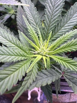 IMG_3756.jpeg IMG_3756.jpeg