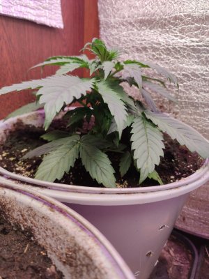 1701493496376..jpg 1701493496376..jpg