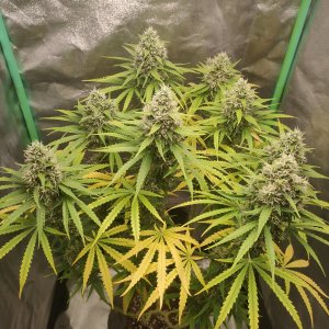 IMG20231203160556.jpg IMG20231203160556.jpg