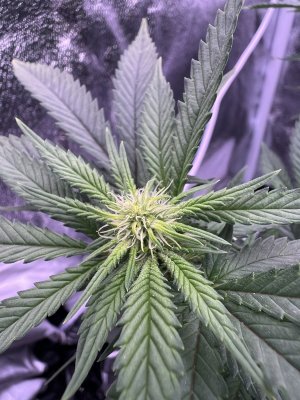 IMG_3817.jpeg IMG_3817.jpeg