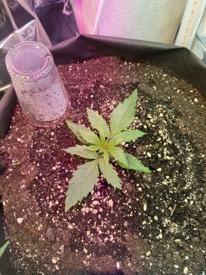 11 дней.jpg 11 дней.jpg