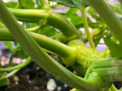 руки базуки.jpg руки базуки.jpg