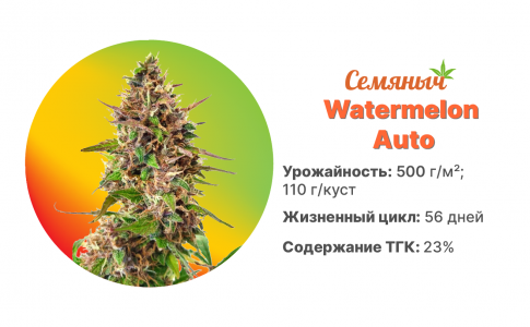 Watermelon Auto Watermelon Auto