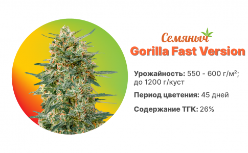 Gorilla Fast Version Gorilla Fast Version