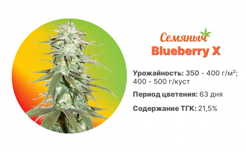 Blueberry X Blueberry X