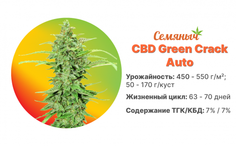 CBD Green Crack Auto CBD Green Crack Auto
