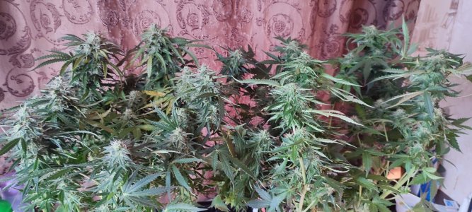 IMG_20231207_112126.jpg IMG_20231207_112126.jpg