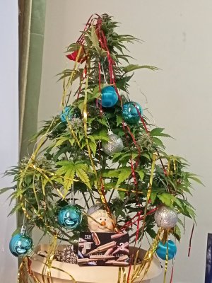 IMG20231208162425.jpg IMG20231208162425.jpg