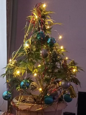 IMG20231208161609.jpg IMG20231208161609.jpg