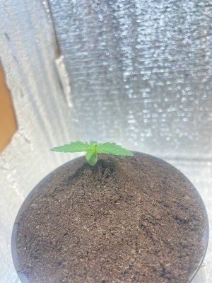 df051122-04a5-4938-bf52-160feddbe066.jpg df051122-04a5-4938-bf52-160feddbe066.jpg