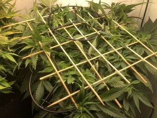 IMG_5145.jpeg IMG_5145.jpeg