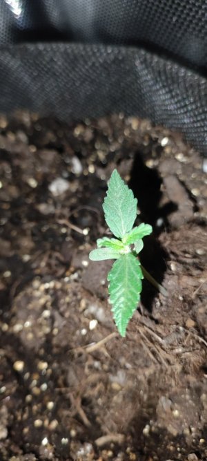 IMG_20231211_084956.jpg IMG_20231211_084956.jpg