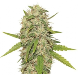 1702492510013.png 1702492510013.png