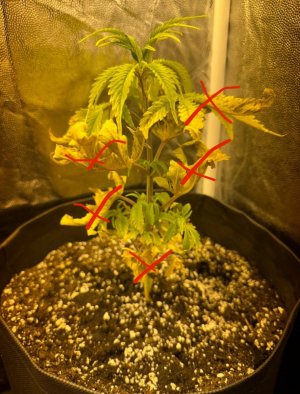 IMG_7485.jpeg IMG_7485.jpeg