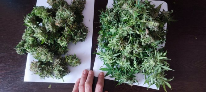 IMG_20231215_115146.jpg IMG_20231215_115146.jpg