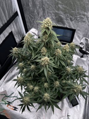 IMG_7523.JPG IMG_7523.JPG