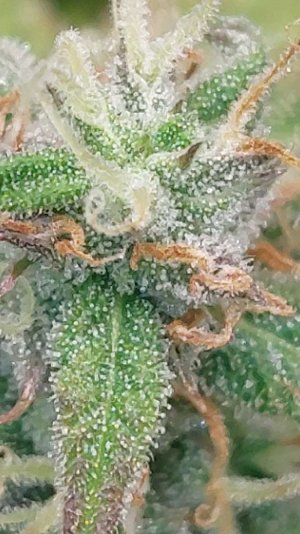 2023.12.19 - 76 день(трихомы).jpg 2023.12.19 - 76 день(трихомы).jpg