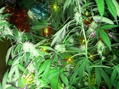 IMG_20231220_120103.jpg IMG_20231220_120103.jpg