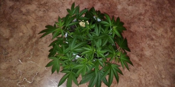 IMG_20230923_083959.jpg IMG_20230923_083959.jpg