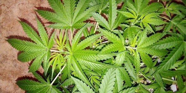 IMG_20230923_084248.jpg IMG_20230923_084248.jpg