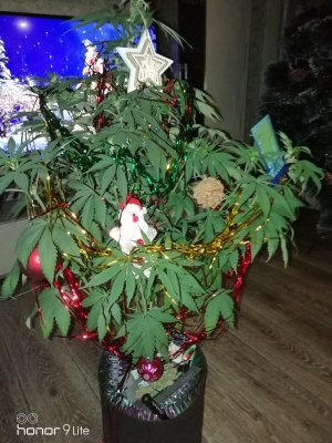 IMG_20231223_084701.jpg IMG_20231223_084701.jpg