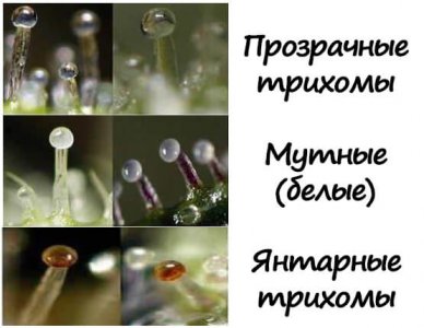 трихомы.jpg трихомы.jpg