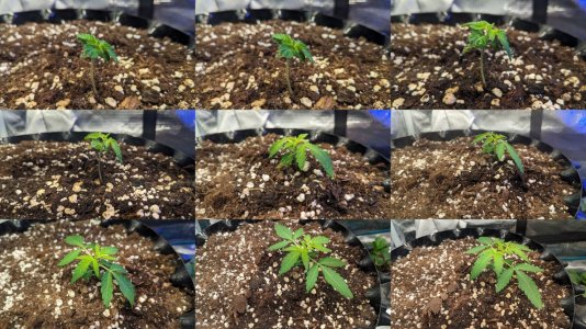 1703450546349.jpeg 1703450546349.jpeg