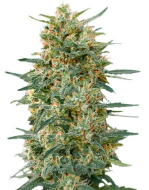 gorilla fast version.jpg gorilla fast version.jpg