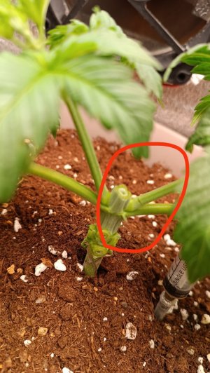 IMG_20231225_204939.jpg IMG_20231225_204939.jpg