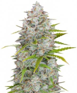 orange sher.jpg orange sher.jpg