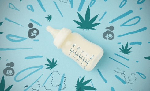 Конопля и кормление грудью