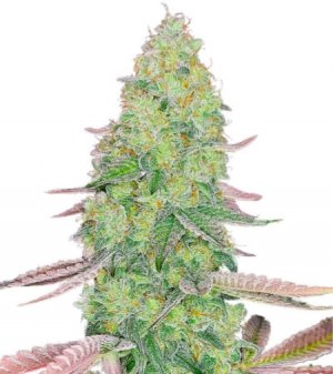 kush mints.jpg kush mints.jpg