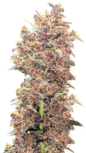 purpleff.jpg purpleff.jpg