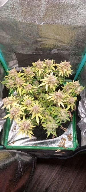 2024.01.09 - 96 деень(флэш).jpg 2024.01.09 - 96 деень(флэш).jpg