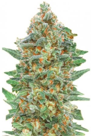 autocriticallemon.jpg autocriticallemon.jpg