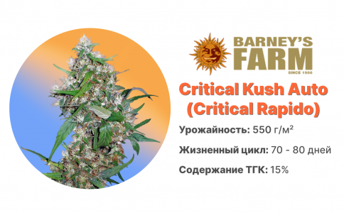 Critical Kush Auto (Critical Rapido Auto) Critical Kush Auto (Critical Rapido Auto)