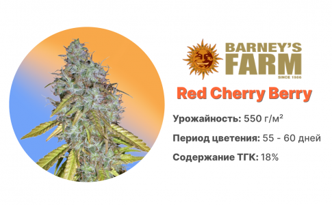 Red Cherry Berry Red Cherry Berry