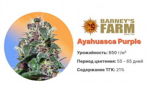 Ayahuasca Purple Ayahuasca Purple