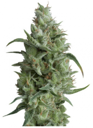 1704996264032.png 1704996264032.png