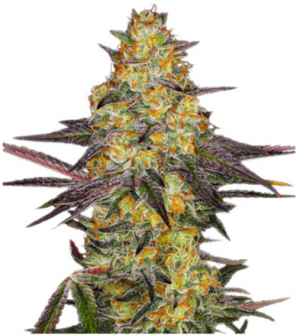 1704996267559.png 1704996267559.png