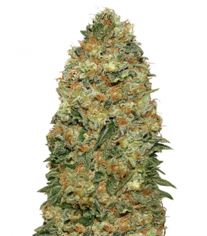 1704996271062.png 1704996271062.png