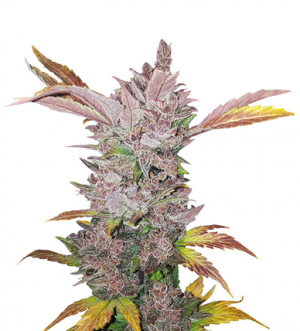 1705329252843.png 1705329252843.png