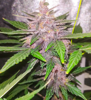 1705329359939.png 1705329359939.png