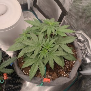 IMG20240117145744.jpg IMG20240117145744.jpg