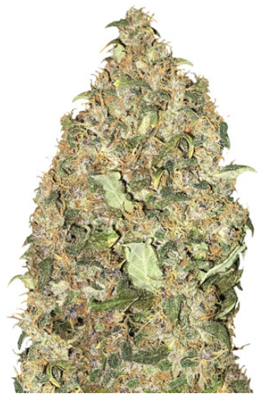 1705498916334.png 1705498916334.png